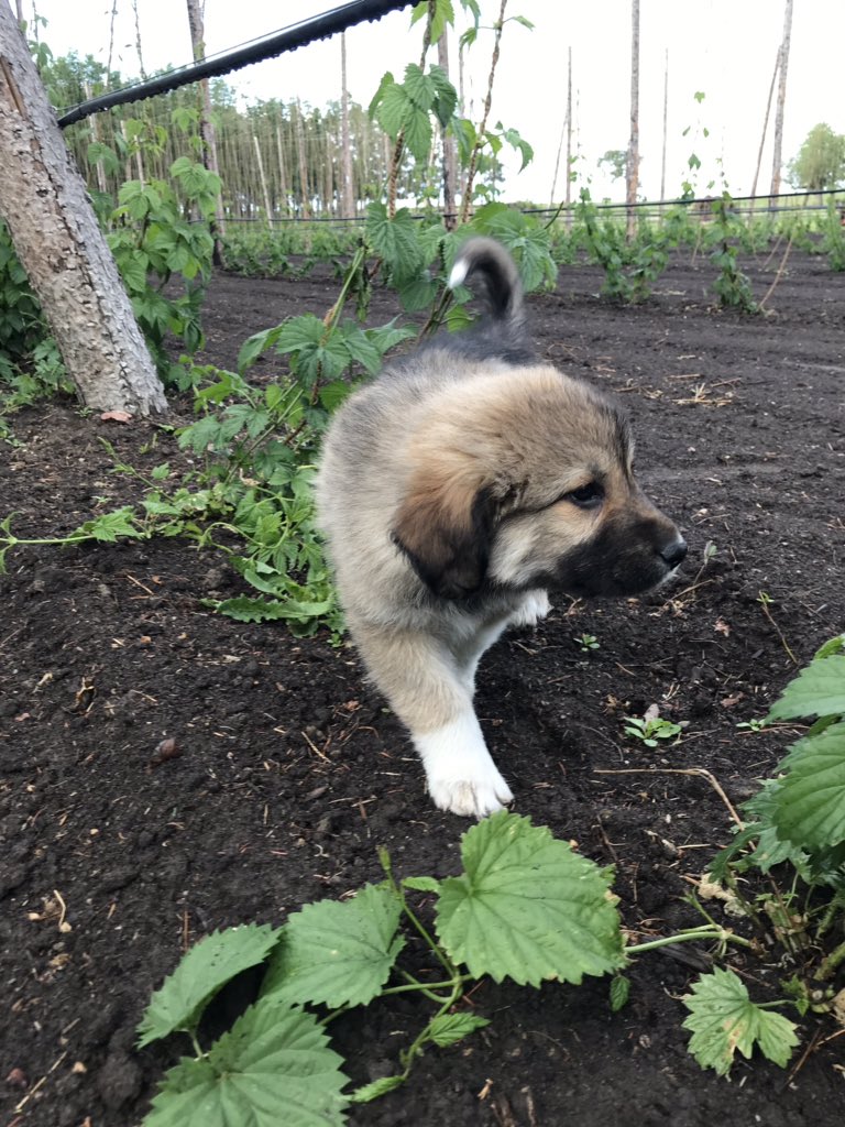 Hound Dog Hops tweet media