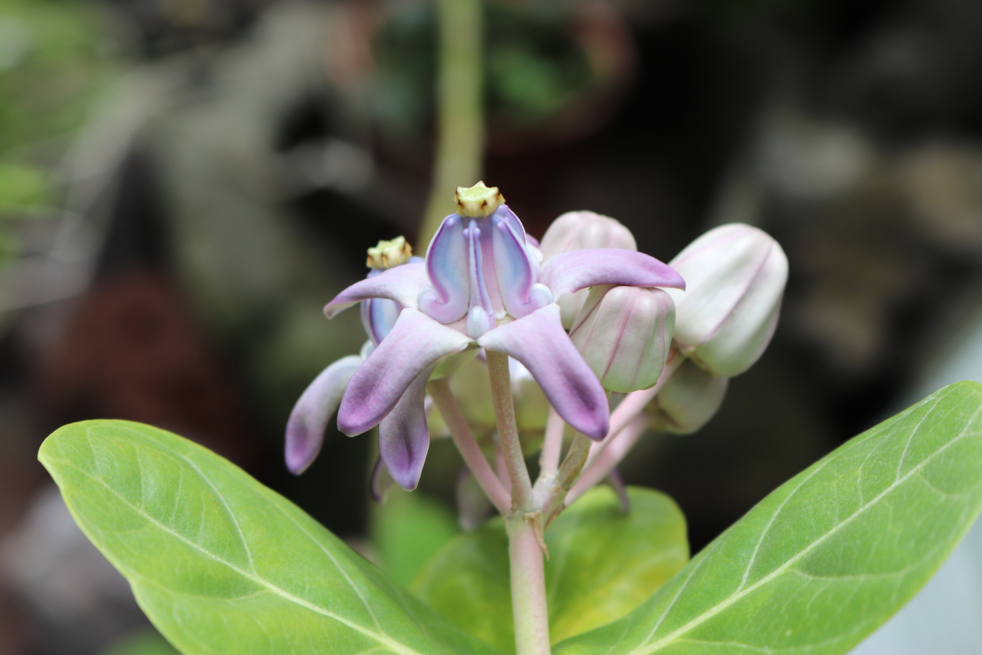 ハワイの植物展 Twitter Search Twitter