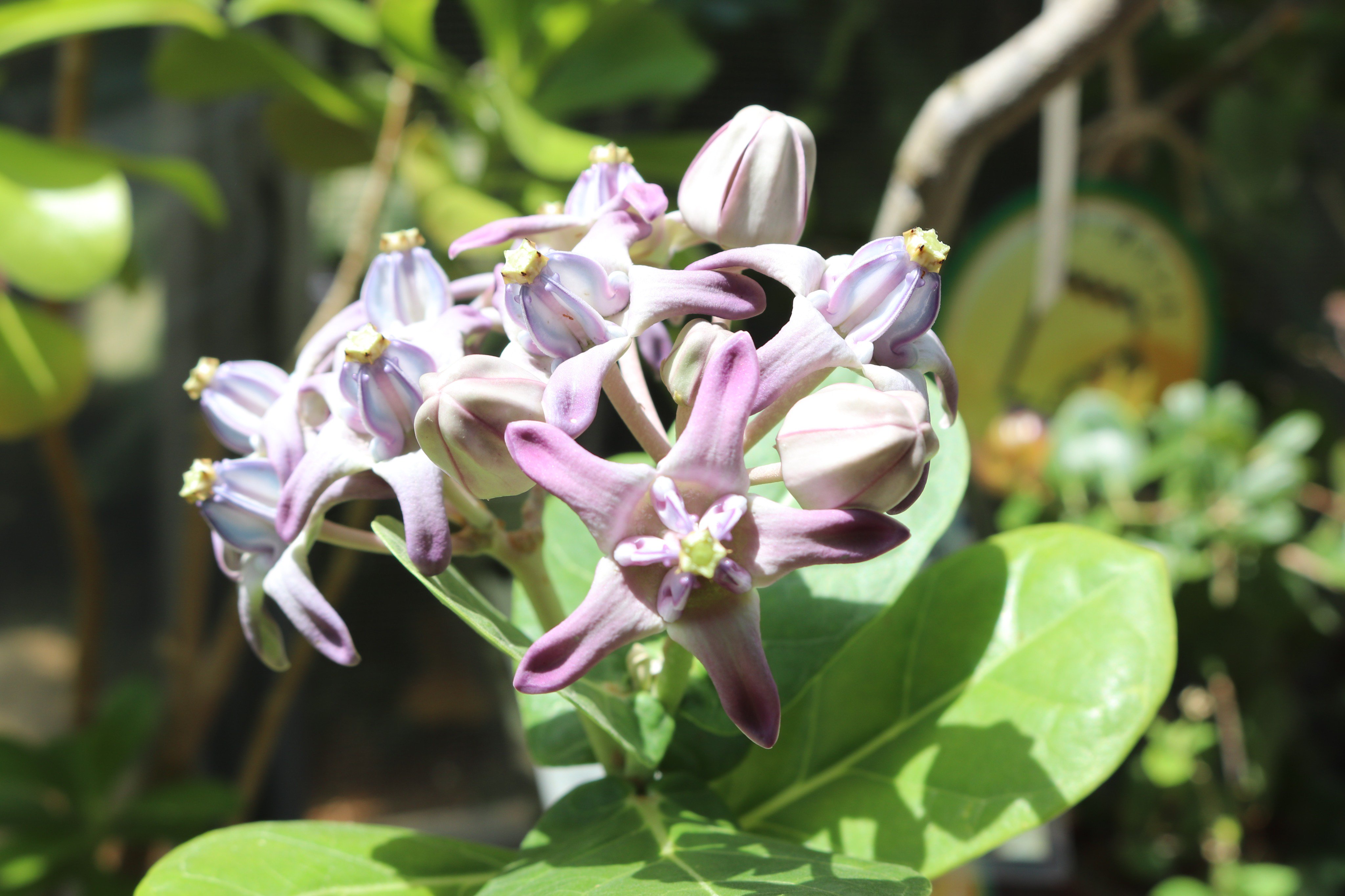 ハワイの植物展 Twitter Search Twitter