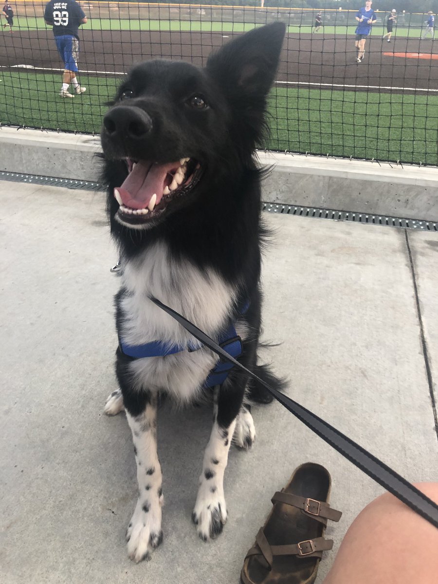 ohheyycailee's tweet photo. pupdate https://t.co/wsKa0LK8wb