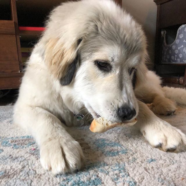 humphreythepyr's tweet photo. A certain little thief liked the new ciabatta recipe as much as the humans did #mavisthepyr #shegotcaught #breadbakingforbeginners #greatpyrenees #giantbreedlovers #puppiesofinstagram @alchemybread https://t.co/gtRhtbY9NB https://t.co/uuf54PP5gj