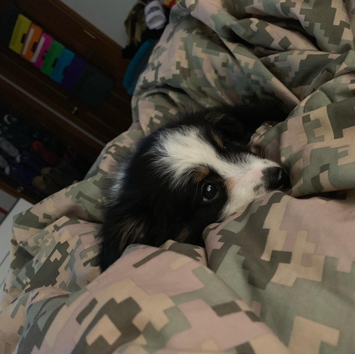 broooke16's tweet photo. Welcome to the fam, Otis. 💕 @gduke98 https://t.co/ENtJOXdCaE
