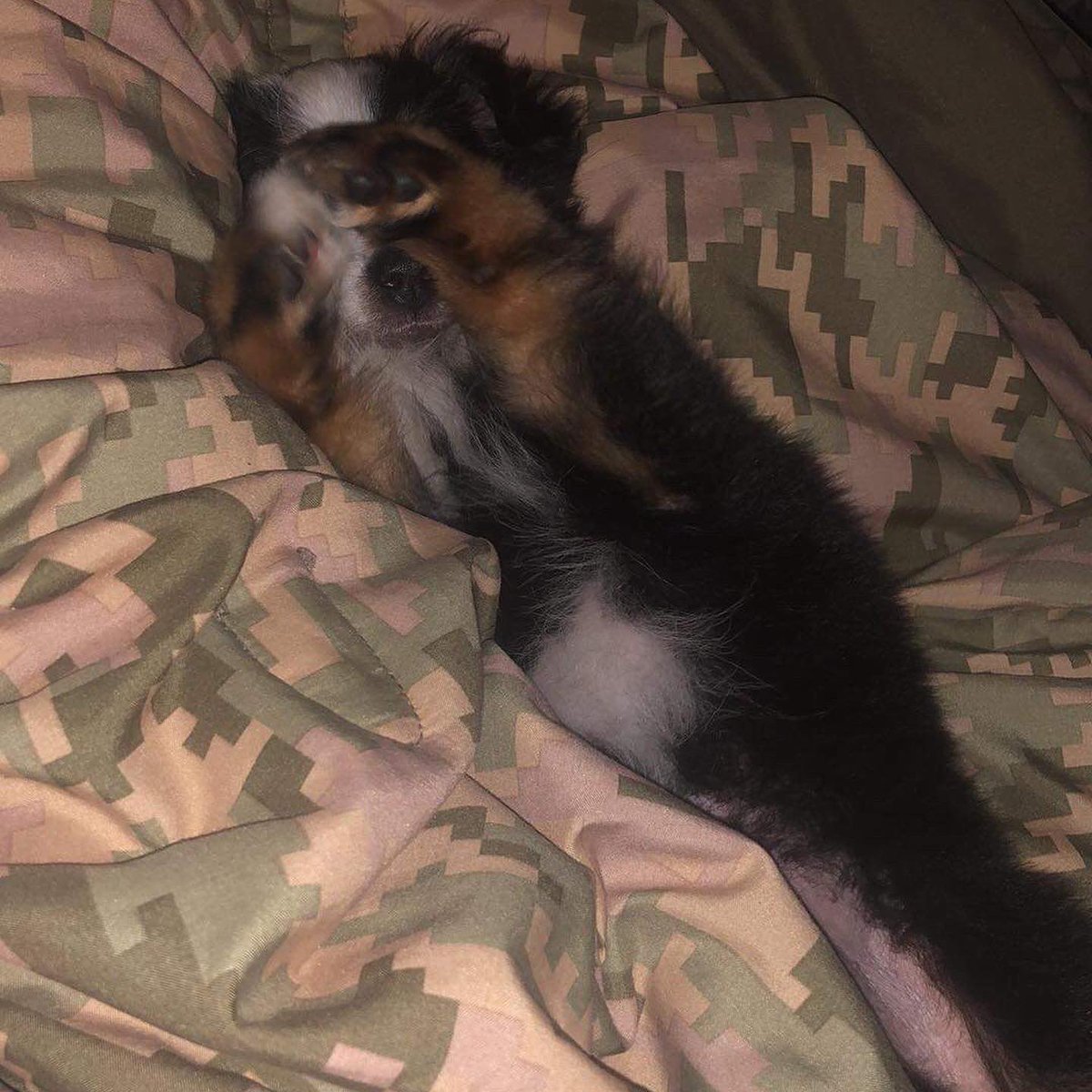 broooke16's tweet photo. Welcome to the fam, Otis. 💕 @gduke98 https://t.co/ENtJOXdCaE