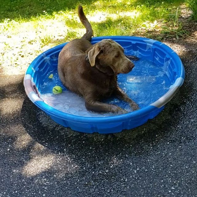KrauseDave's tweet image. We need a bigger pool!
#silverlabrador #silverlab #silverlabsofinstagram  #labradorretriever #maine #igersmaine bit.ly/2KI7qH0