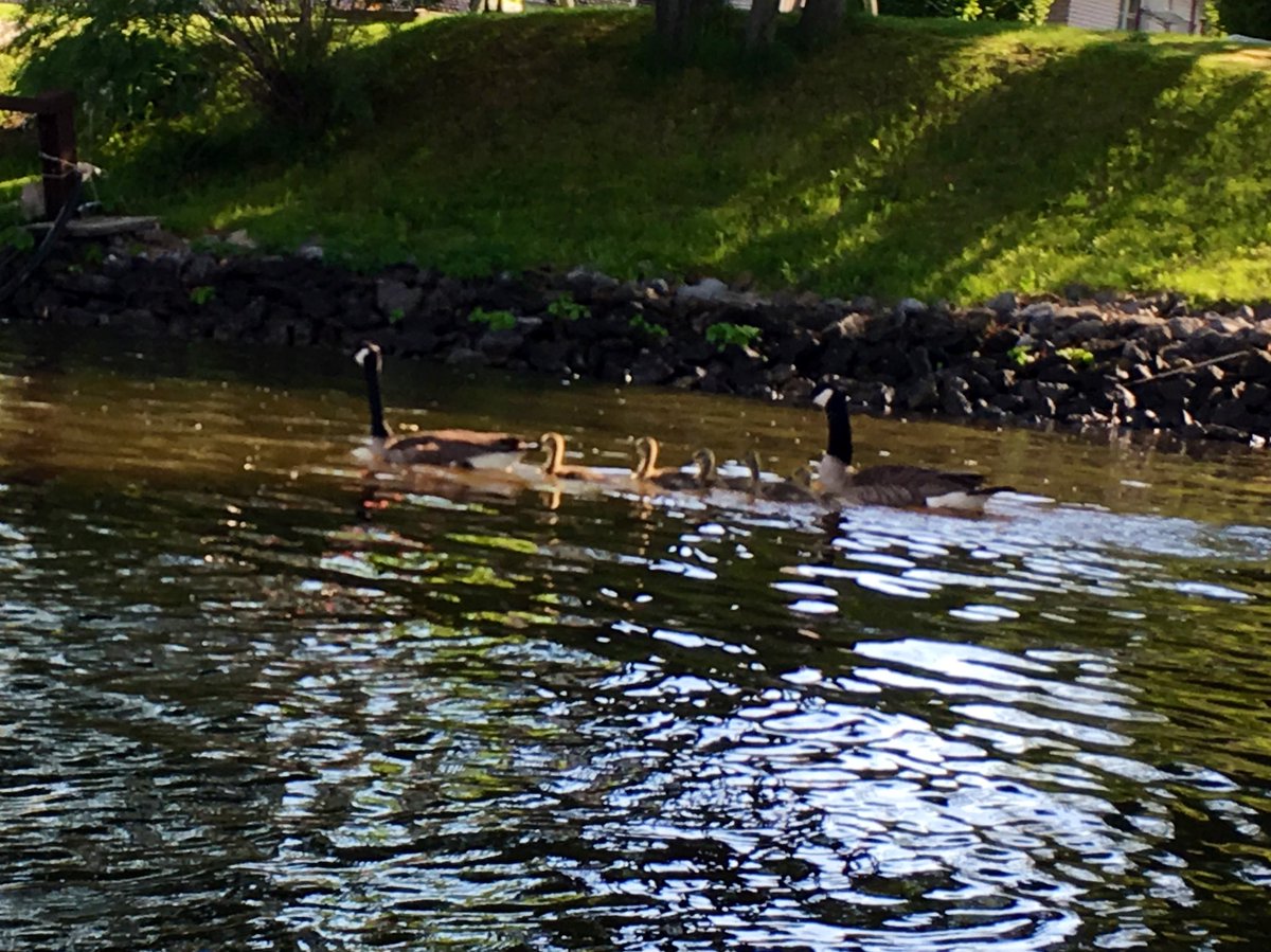 LYLAdventure's tweet photo. A stellar day in the great outdoors! #bike #kayak #tweengeese #patiodinner #gtgrade #gravelbike #wildernesssystems #tsunami140 #recharge https://t.co/08XCpFXDta