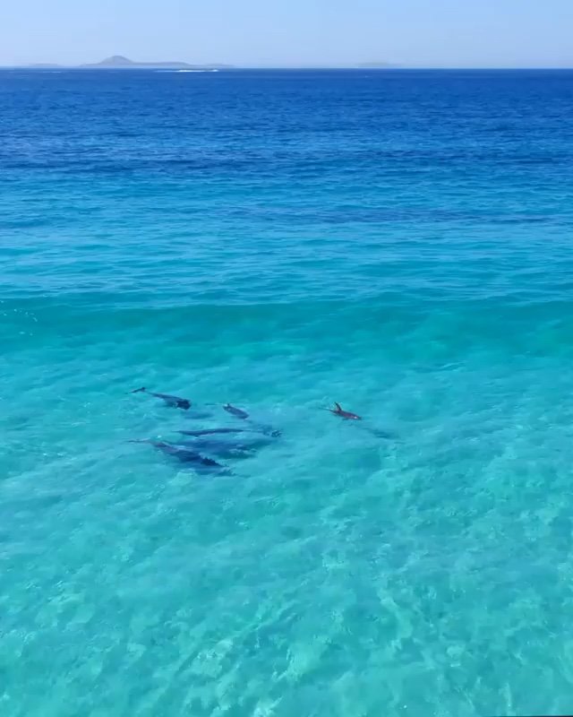 World Ocean day is everyday 🌊Nothing better to celebrate with a pod of 🐬 🐬 🐬 
Repost drone video from <a href="/jaimenhudson/">Jaimen Hudson</a> #Australia