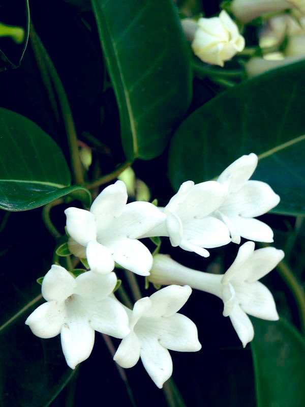 Stephanotisfloribunda Twitter Search Stephanotisfloribunda Twitter Search