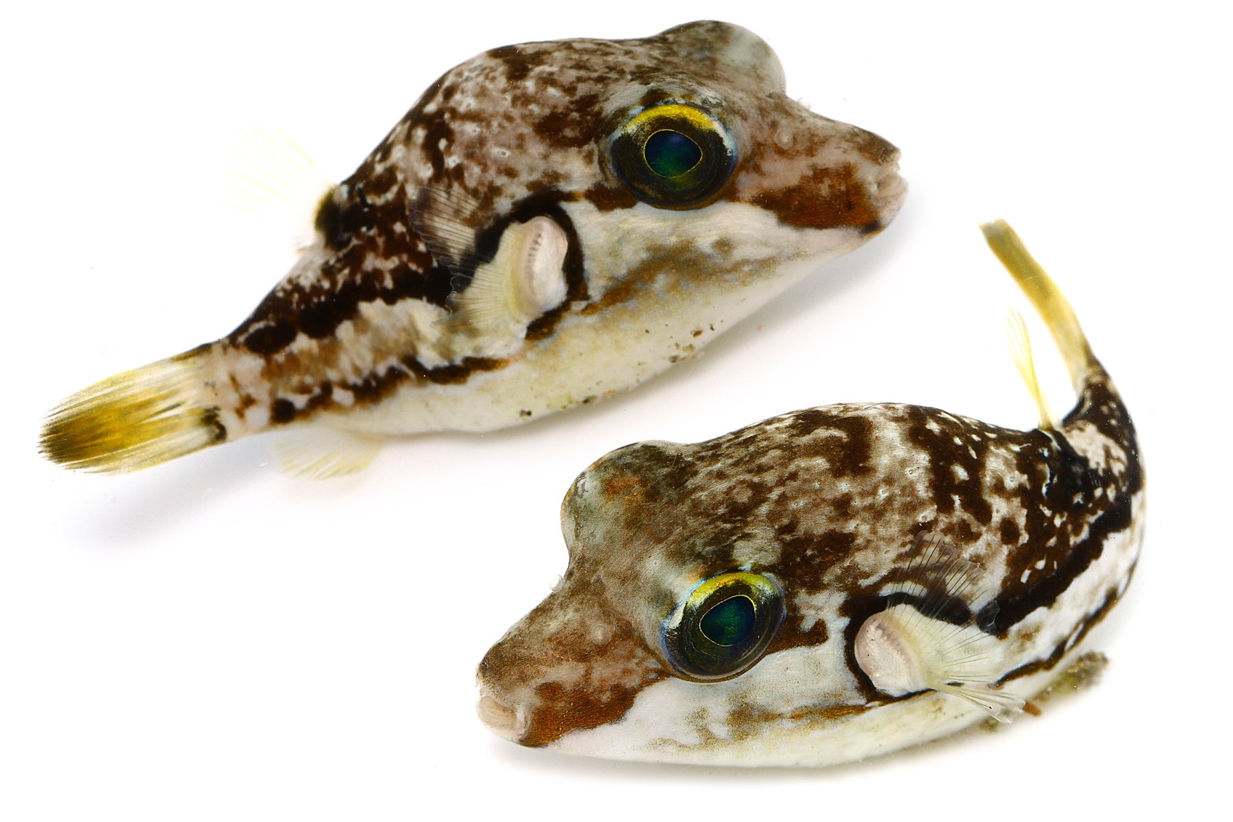 ゆうじ キタマクラ のちょっと大きい幼魚 名前の由来は皮膚に強い毒があり 食べると死ぬ恐れがあるため 名前は怖いけど 幼魚は磯の岩陰などを何食わぬ顔 フグってだいたいそんな顔してるけど で呑気に泳いでおり 網で採ってしまうのが申し訳ないほど