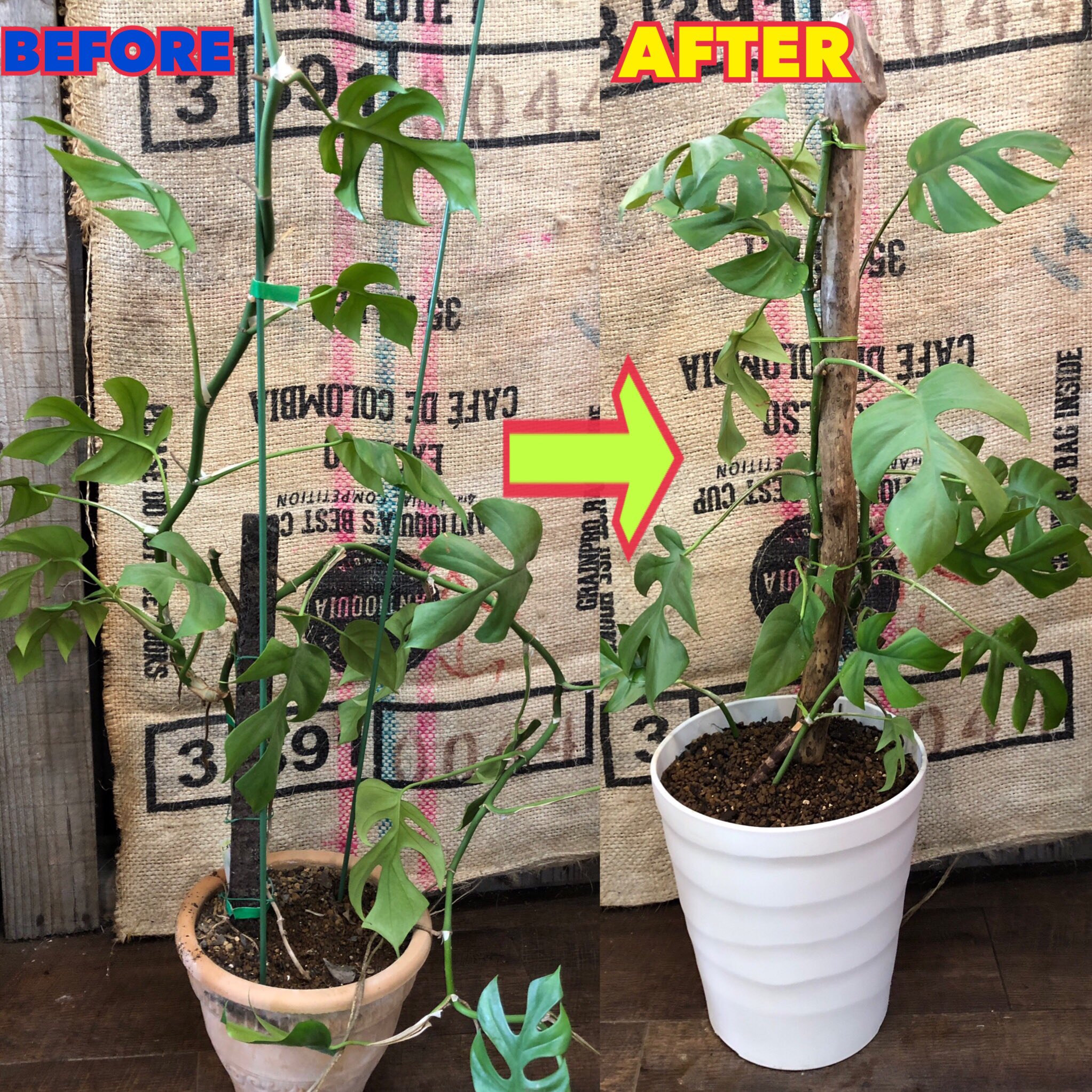 ファニープランツ メンテナンス ヒメモンステラの植え替え A 鉢を大きくして 支柱を流木に 最近 ファニプラではこの方法が普通になってきました 長すぎる部分はカットして挿し芽に Funnyplants 小山市 観葉植物専門店 メンテナンス ヒメ