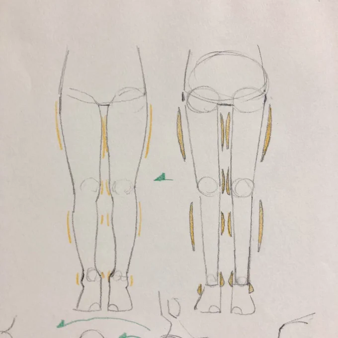 【芯を描く】
人も木も動物も、芯がある。
複雑な輪郭の変化をギリギリまで削ぎ落としたシンプルな形が芯。この芯を意識できるか出来ないかが上達の分かれ道。
複雑な形も、芯と、その周りに着く付属品と捉えれば狂いが減り描きやすさもアップする。 