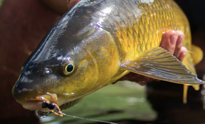 F3TSA's tweet photo. #F3TSA epic giveaways... wanna get your hands on this prize?
Makhangoa Community Camp Guided Yellowfishing in Lesotho, worth over R12 750

• Four night package for single rod
• Four fully guided days of fishing
• All catering and accommodation
https://t.co/oZ2KhbBGvS https://t.co/0grI1O53uq