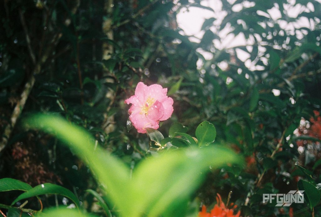 pfgun0's tweet photo. Wet Pink
#pfgun0 #photography #photograph #photo #film #filmphotography #filmisnotdead #analogphotography #nikon #nikonf65 #nikonf65film #nikonf65analog #plant #flower #floral #flora #pink #water #droplets #droplet #wet… https://t.co/DM7cvEjHUl https://t.co/eUlKfQGmlp