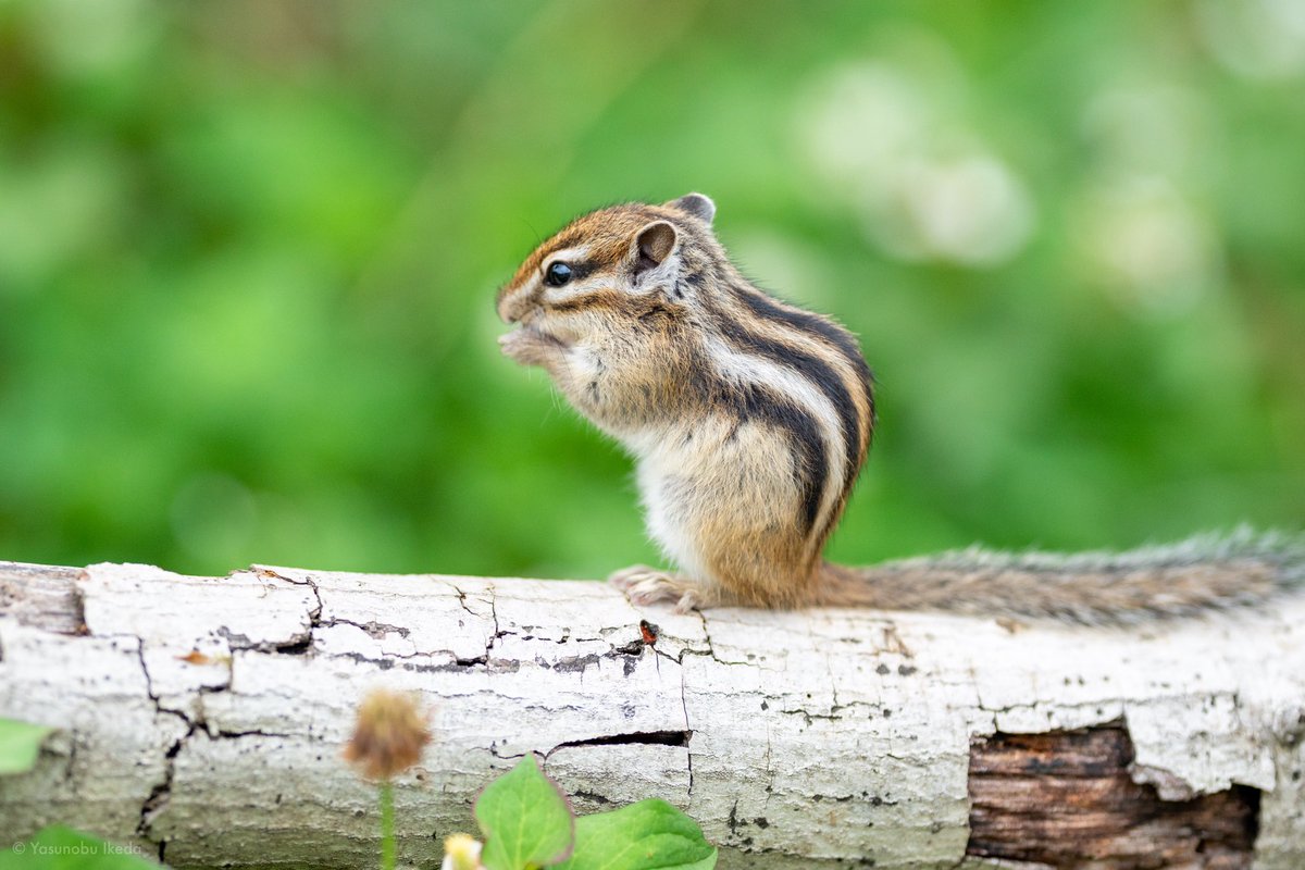 池田 泰延 ウェブ制作 リスの写真をお届け こんなかわいいリスが足元を走り回ります 癒されました