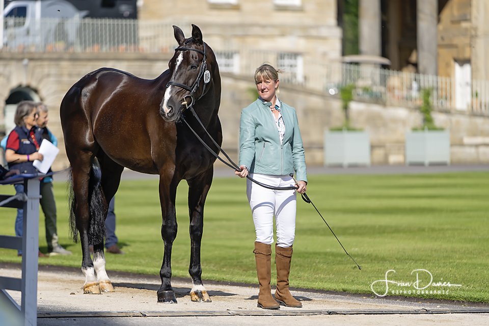 K2Photographic's tweet photo. Nicola Wilson at the Bramham early morning Trotup @NWEventing
 @suregrowuk @BramhamPark #EBHT   #eventing @Bucas_Ireland @Equi_Trek @Veredus1990  @AriatEurope @TopSpec2 @GatehouseHats  @Neueschule @VermXUK @ZebraProducts #BramhamHorseTrials https://t.co/6eh3IogBWp