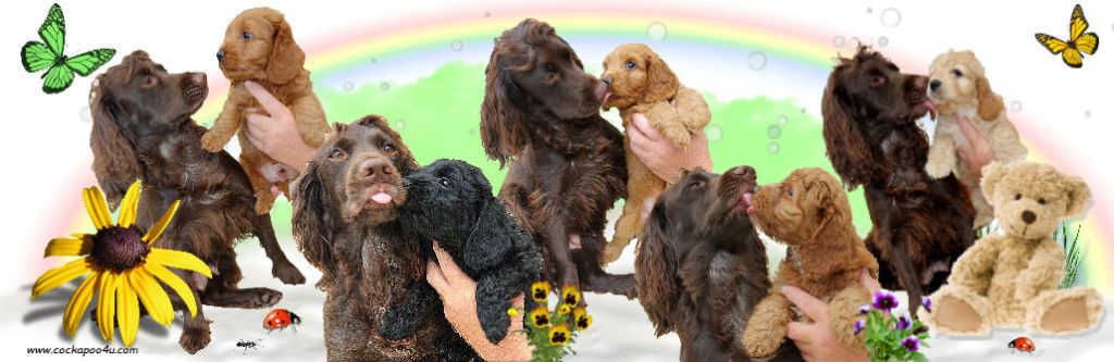 Cockapoo4u tweet picture
