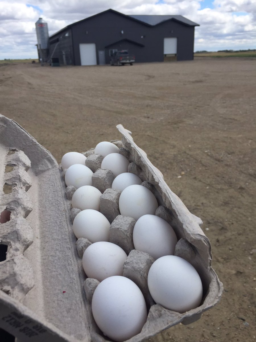 Teresa Zimmer (@teresadfalk) on Twitter photo Fun day on the <a href="/SaskFarmWriters/">SFWA</a> tour! Stops at St. Peter's College in Muenster, a chicken barn and Pound-Maker Feedlot and Ethanol Plant. Great learning and networking. #skag Fun day on the <a href="/SaskFarmWriters/">SFWA</a> tour! Stops at St. Peter's College in Muenster, a chicken barn and Pound-Maker Feedlot and Ethanol Plant. Great learning and networking. #skag