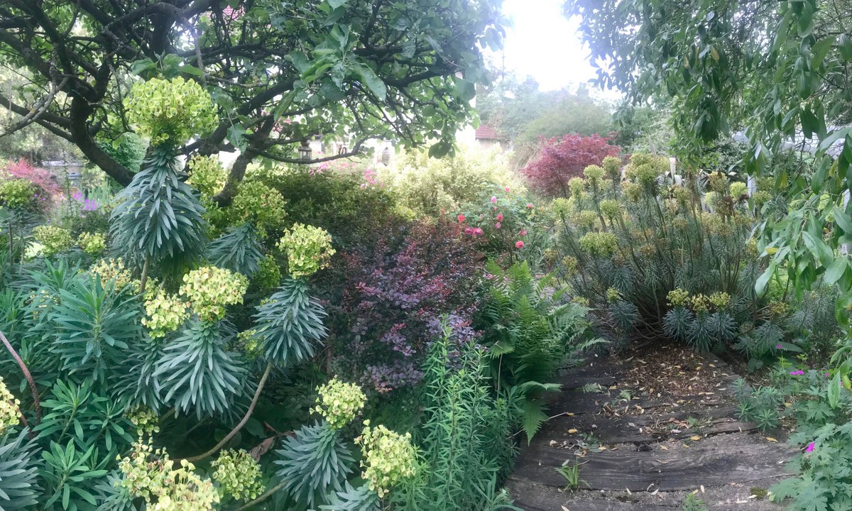 I love visiting gardens we did years back This one is in #liverpool with mature #euphorbias ! #liverpoolgardens #gardendesign #gardendesignliverpool #plantingdesign #designwithplants #gardendesignlondon #gardendesignmanchester #gardenmemories