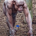 毛の無いチンパンジーは筋肉のエグさが際立ってる…