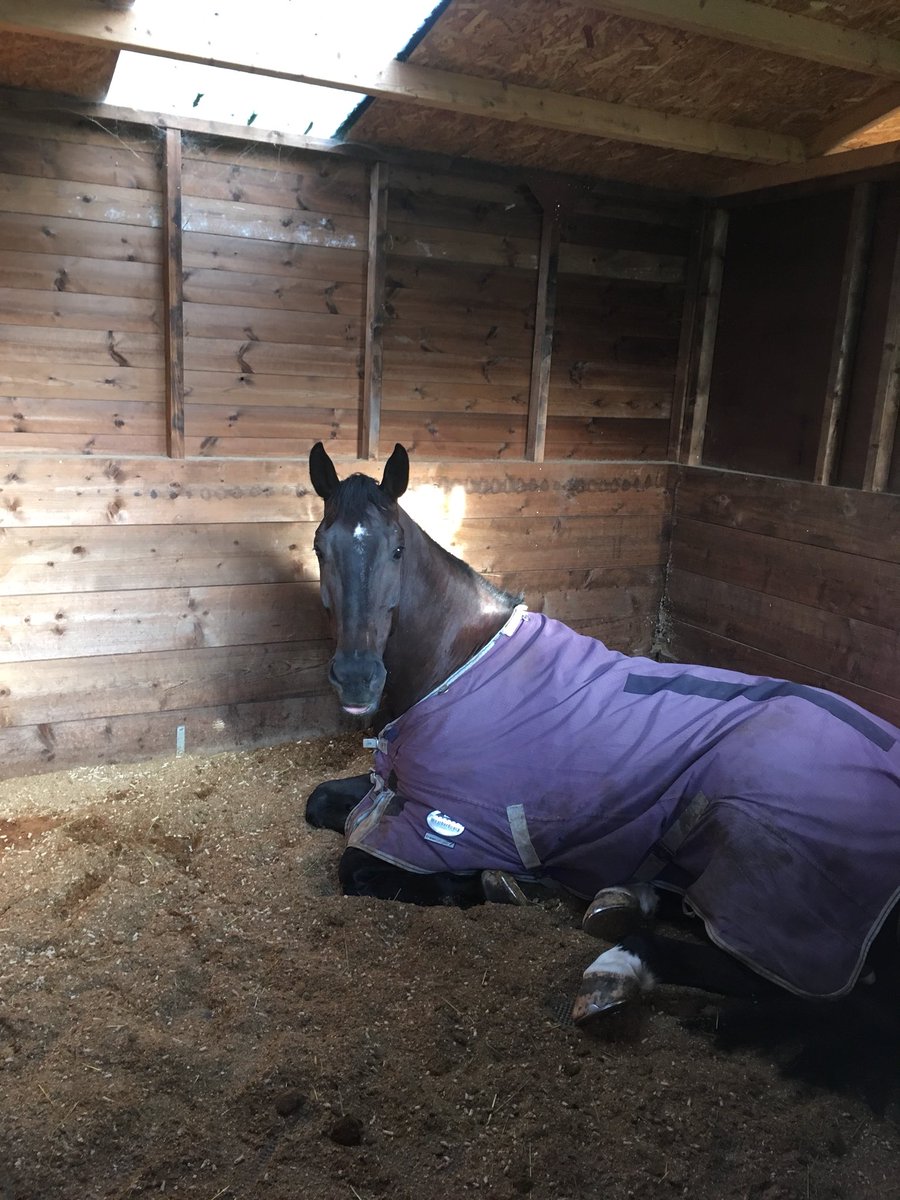 Sasha Erander tweet media