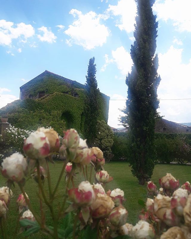 Tenuta Moscamento Etna nord est #Fischetti 
Io so che se l'odore fosse visibile,come lo è il colore,vedrei un giardino d'estate nelle nubi dell'arcobaleno .(Robert Bridges)
.
.
.
.
.
.
.
#vineyard #oldvine #alberello #nerellomascalese #carricante #catarratto #tourism #territ…