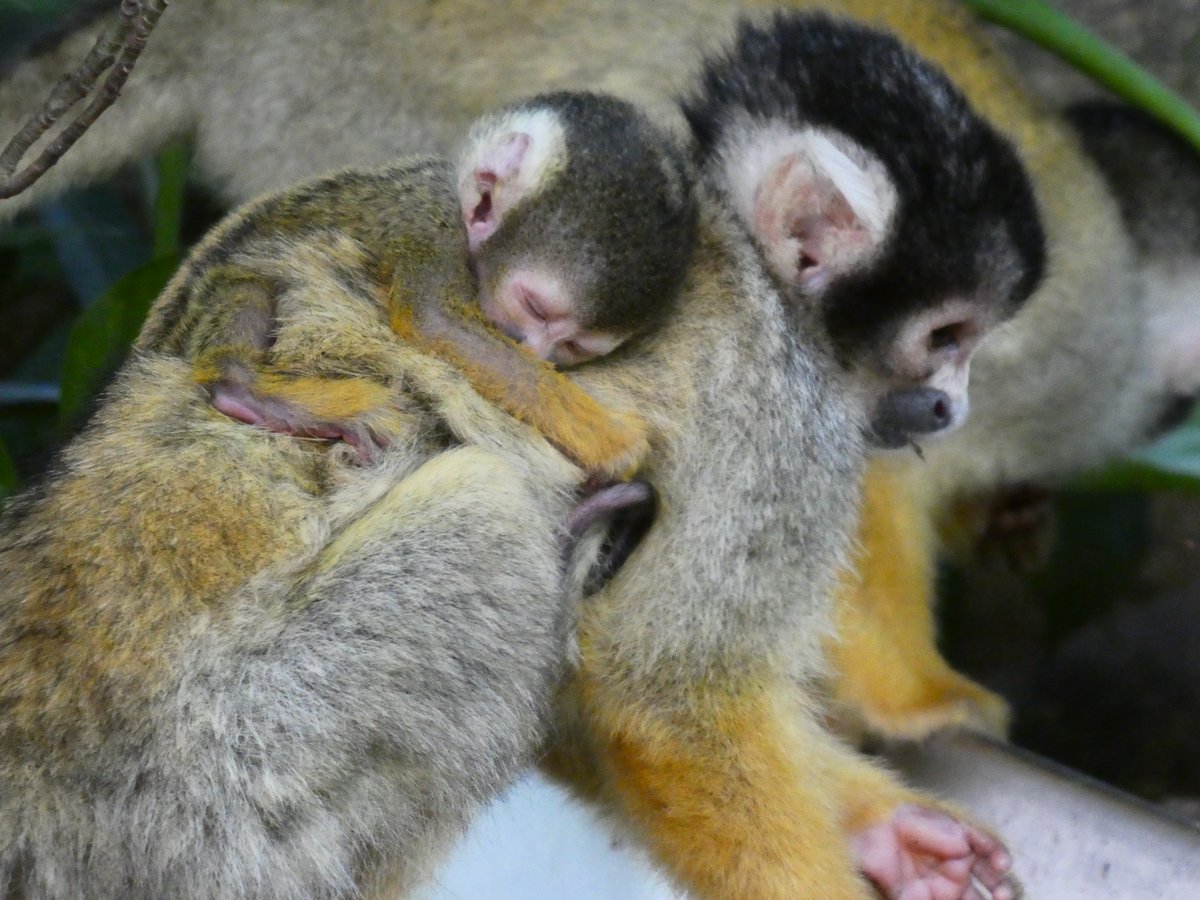 石垣やいま村 Twitter Da 石垣やいま村のリスザルたちは只今出産期 現在5頭の赤ちゃんが誕生しています 小さな小さな赤ちゃん がお母さんの背中にむぎゅっとしがみついています とてもかわいい赤ちゃんリスザル やさしく見守ってくださいね