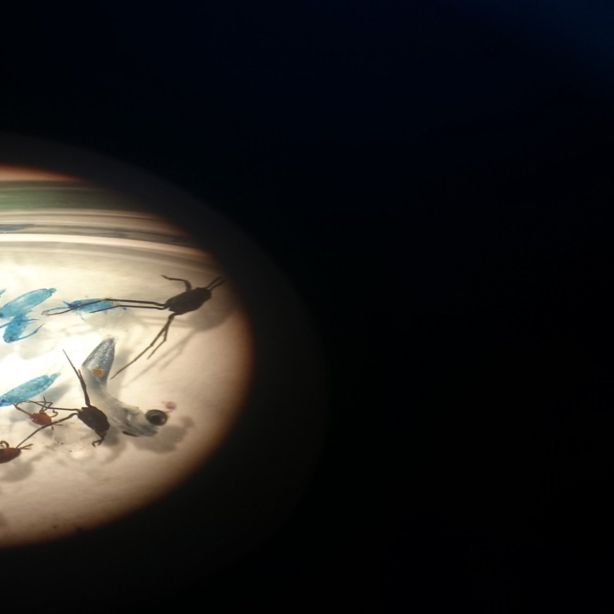 MelanieBergma18's tweet photo. #SO268: In addition to #microplastic, we get a lot of calanoid copepod crustaceans, as blue as the #ocean, some Idotea and baby flying fish and sail jellies in our samples taken by the neuston catamaran
#Microfate @AWI_Media https://t.co/DNugfMN943