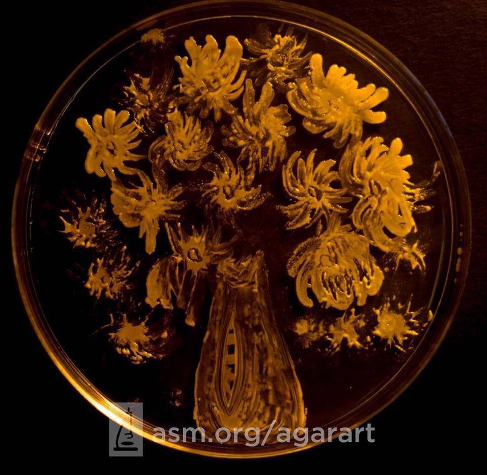 " Microbiology ", Such amazing field in biology 🌈🌟. Isn't it ?