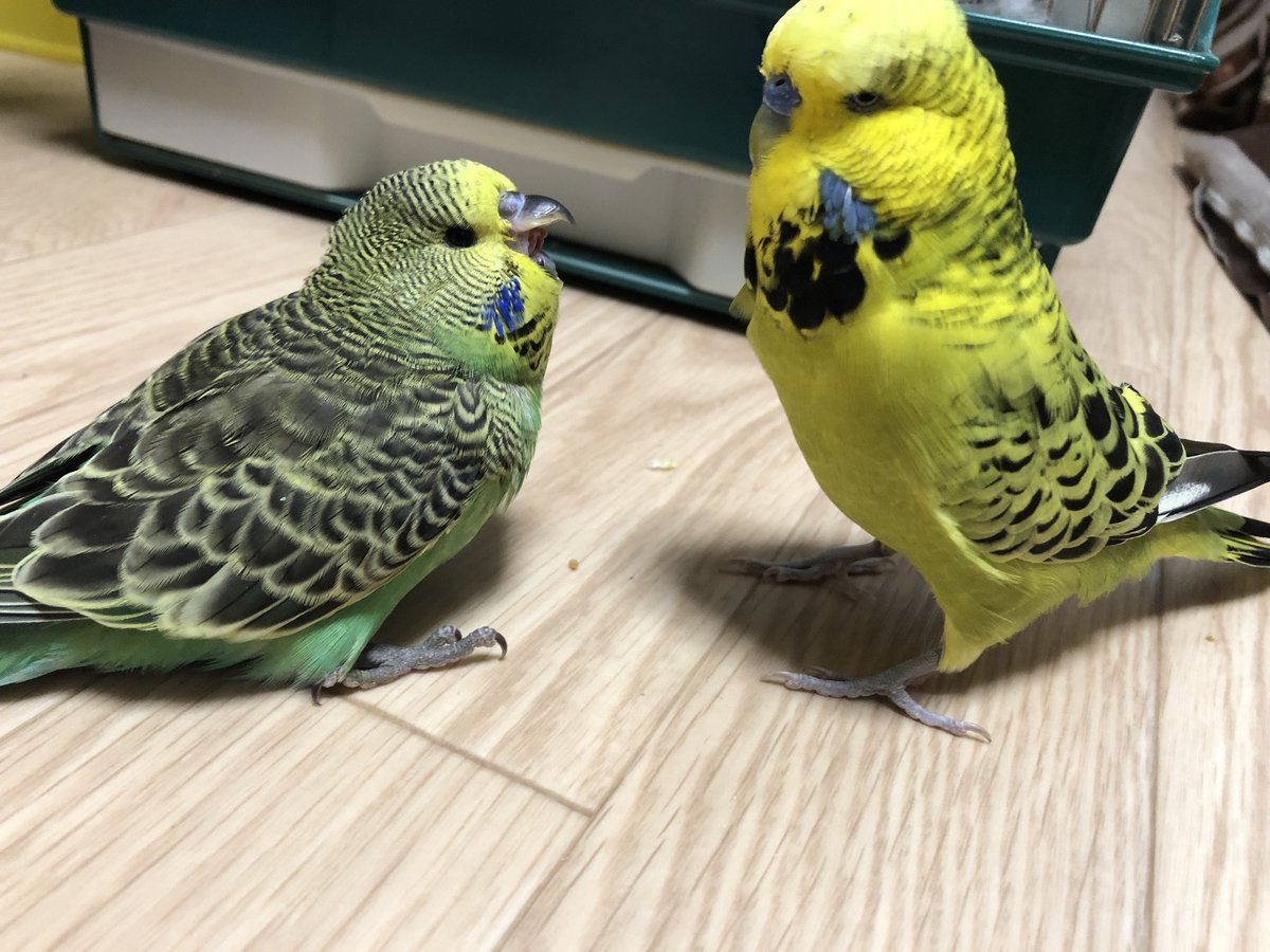 コブラP on X: 