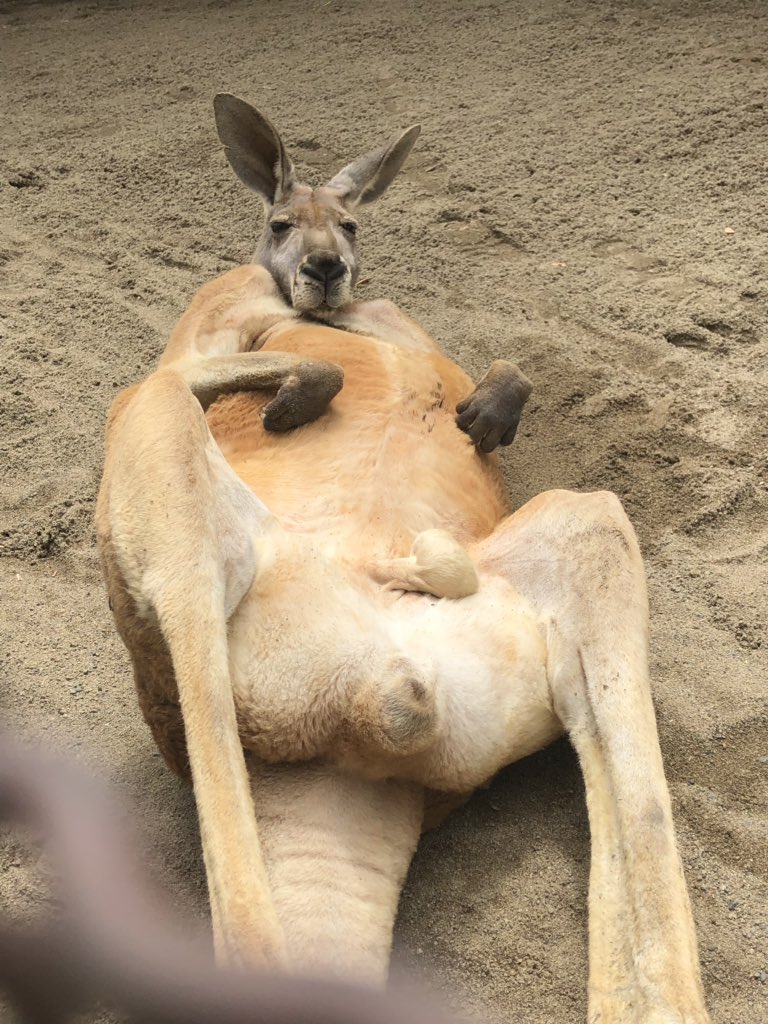 Twitter पर 須坂市動物園 公式 面白い寝相大会 その3 アカカンガルー