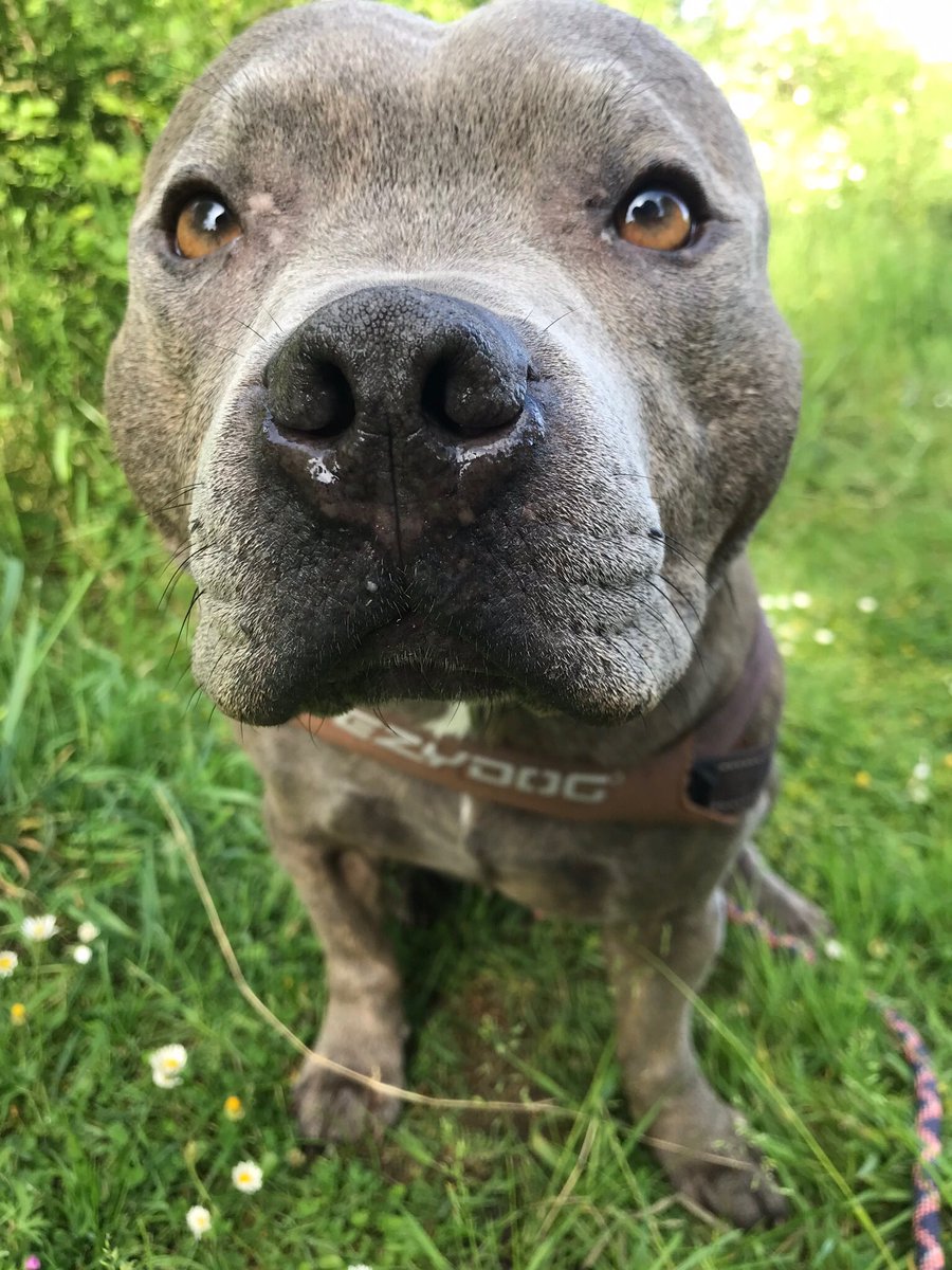 Jaspergratt's tweet image. Morning! #wetnose #dogwalk #staffordshirebullterrier #handsome #snozzle
