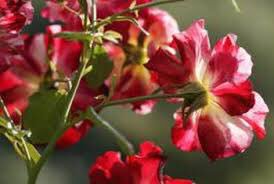 ScarboroughFun's tweet photo. Leaves may fall from a flower, but it won’t stop it growing. Cancer can be like that, you can back even stronger than ever. #CancerCare 

#ProstatePals https://t.co/cJTT2dl989