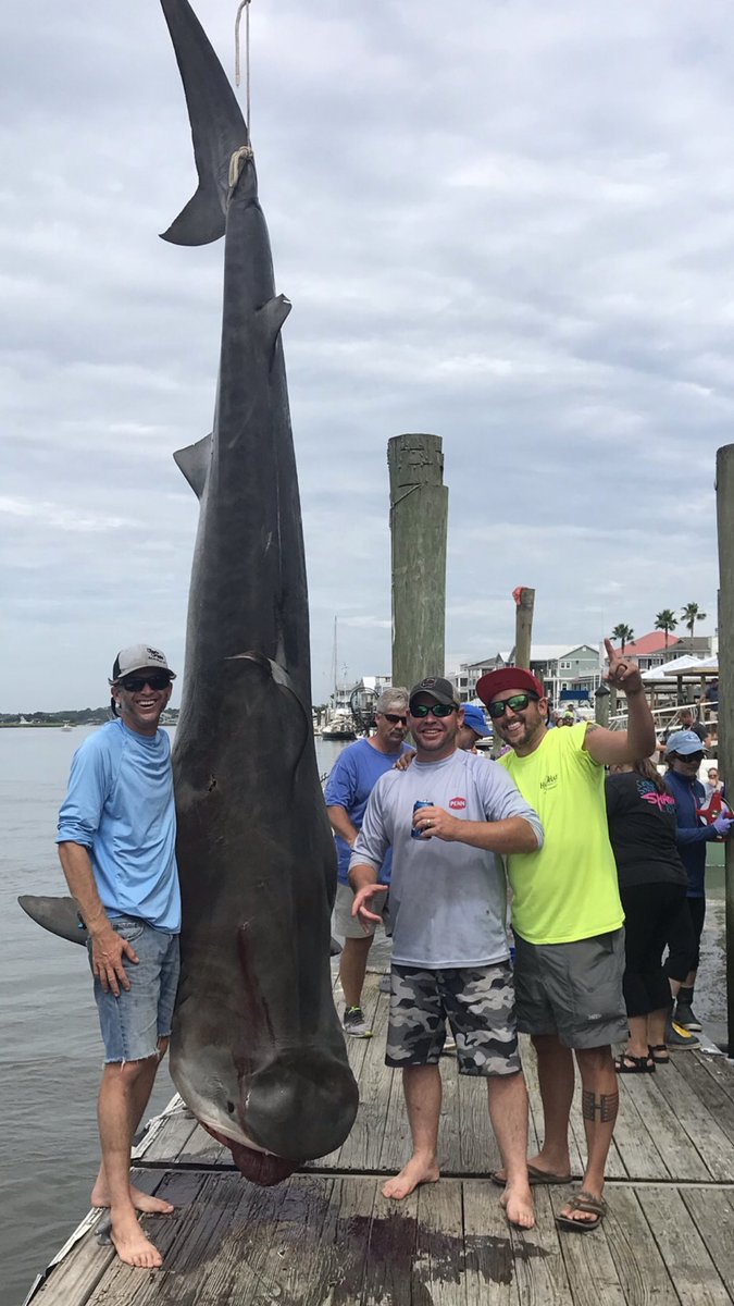 1,023lb tiger shark killed for fun at Edisto Watersports &amp; Tackle Shark Tournament, South Carolina yesterday. After photos the estimated 40 year-old shark was dragged out to sea, dumped, and left for the crabs. This is why we must #EndSharkTournaments ~> facebook.com/BluePlanetSoc/…