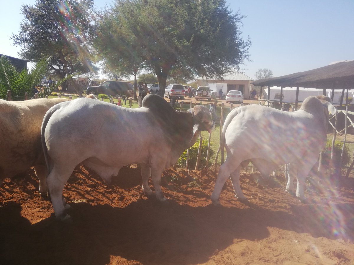 kedivdw's tweet image. They said to the masses, it is possible on communal land and the results speaks for them
#Mookanefarmersday2019
#communalfarming