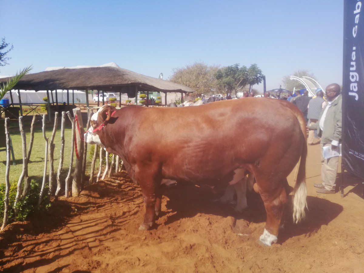 kedivdw's tweet image. They said to the masses, it is possible on communal land and the results speaks for them
#Mookanefarmersday2019
#communalfarming