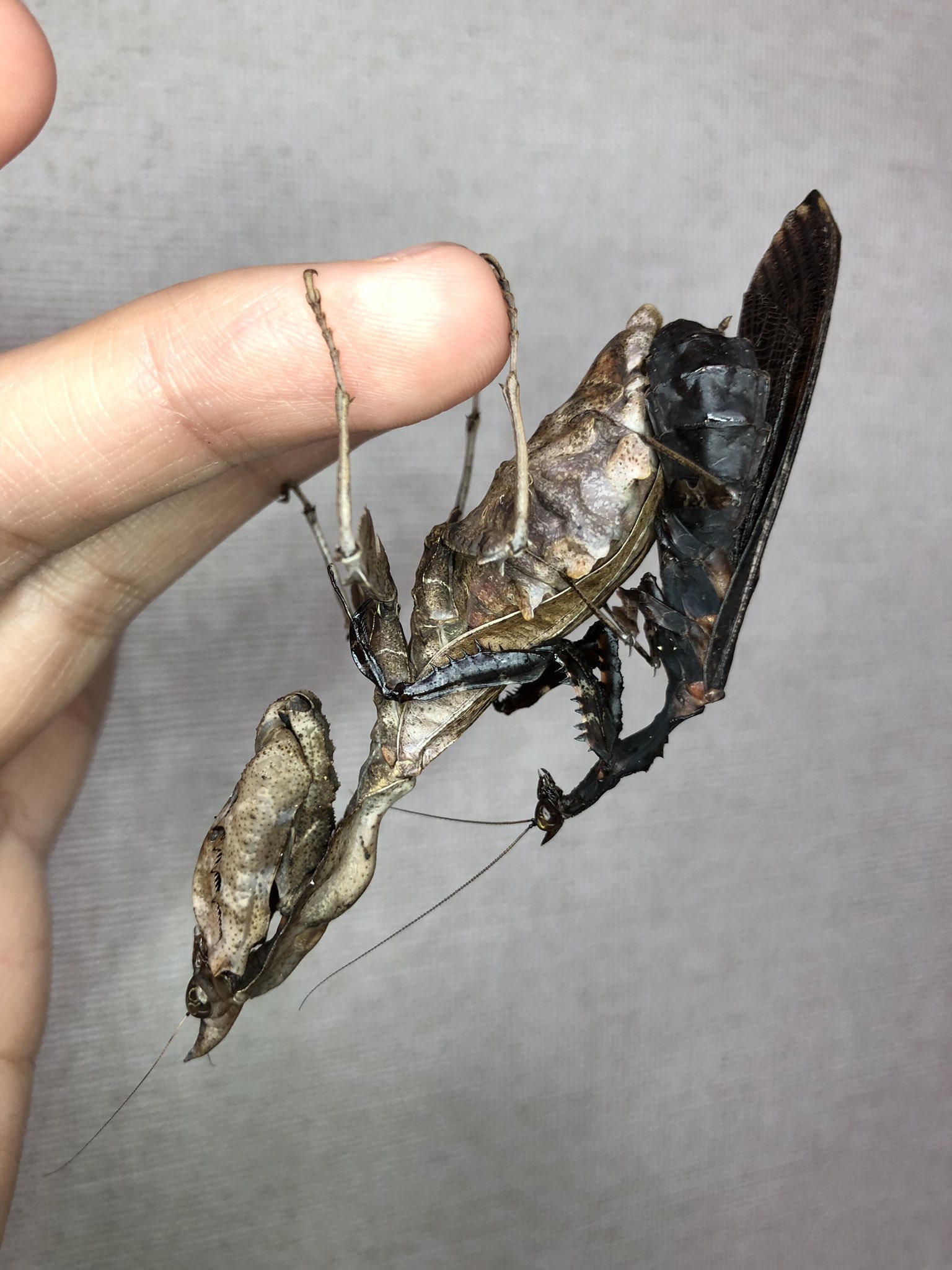 マオウカレハカマキリ 雲南省産 成虫♀(交尾済み) 1匹 カマキリ