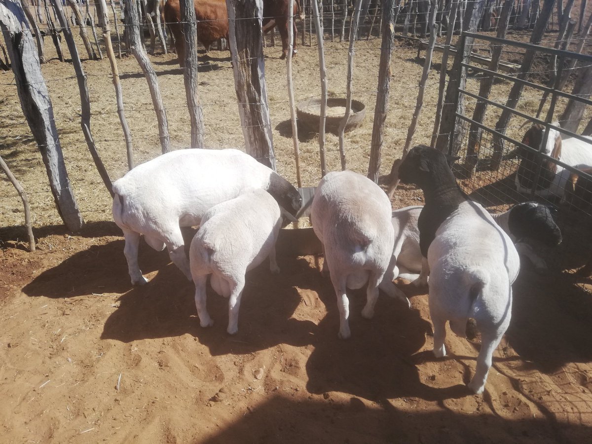 kedivdw's tweet image. They said to the masses, it is possible on communal land and the results speaks for them
#Mookanefarmersday2019
#communalfarming