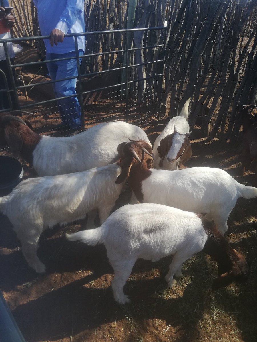 kedivdw's tweet image. They said to the masses, it is possible on communal land and the results speaks for them
#Mookanefarmersday2019
#communalfarming