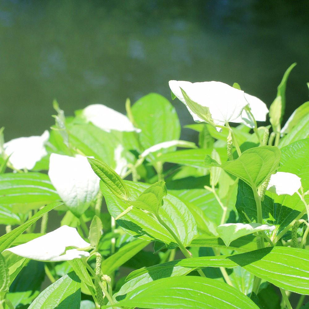 長居植物園 白い花が咲いてるように見えますか 写真は 小池 付近の ハンゲショウ です よく見ると 花びらに見えるのは 白い葉だとわかります 本当の花は 葉の付け根から垂れ下がった芋虫のような部分なんです 花が咲き終わると白い葉は緑に