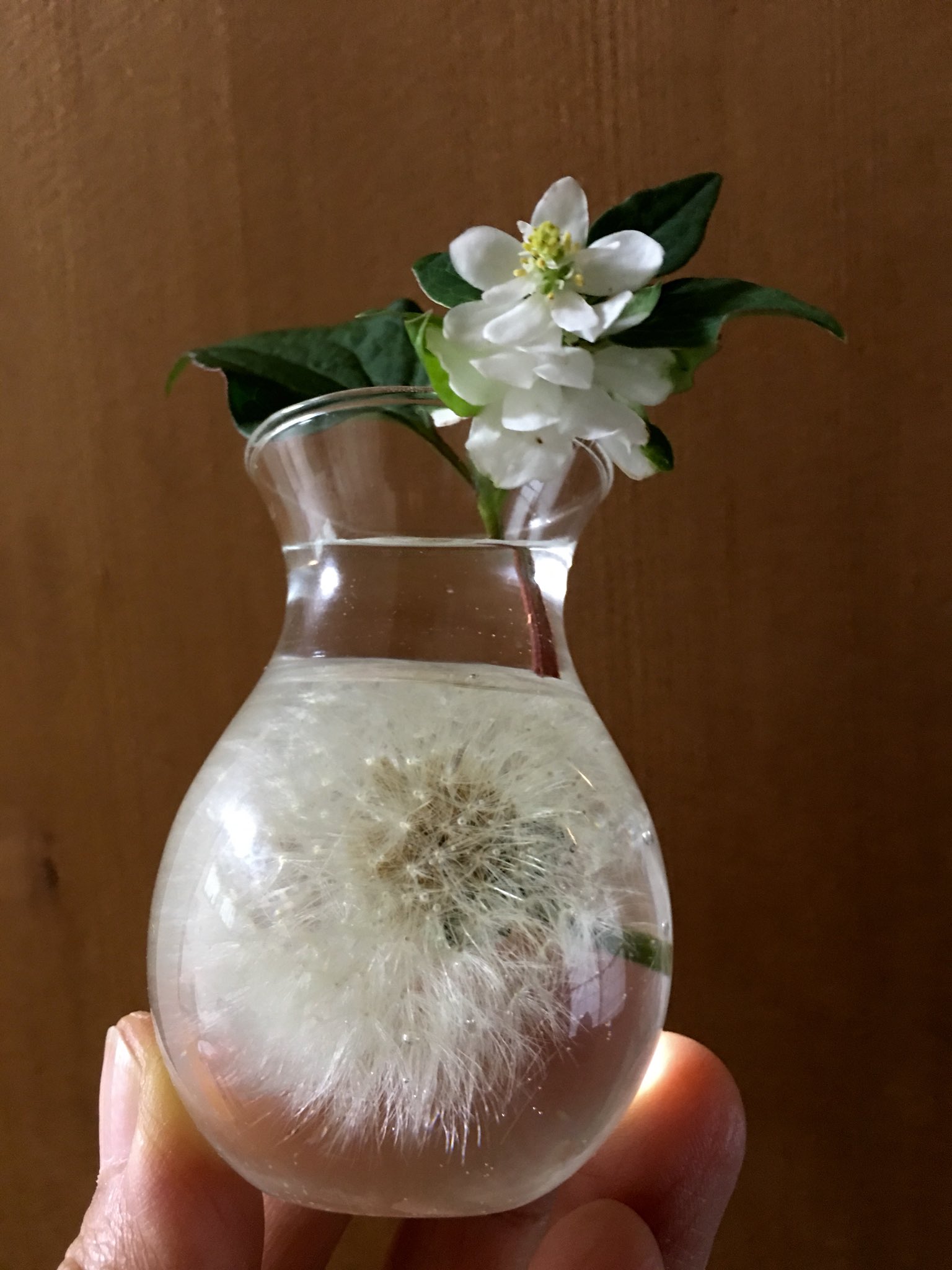 Inori Pa Twitter 丸いガラスを使ってクリスタルレジンを作りました レジンの型は少々お値段がします 私の購入したものは真ん中に線が出てしまいました ということで型を使わない方法を考えてみました タンポポの綿毛は小さな花瓶 アザミは風鈴です どちらも百