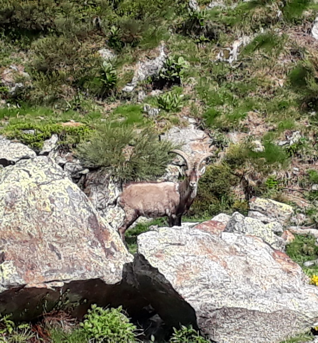 pnaltpirineu's tweet photo. Un bonica ramada d'#hercs (#cabrasalvatge)🐐 es deixa veure a les #vallsdaneu #PNAltPirineu aquests dies. Espècie que es va extingir i que poc a poc va recuperant el seu territori perdut gràcies a reintroduccions del #PNRPyrénéesAriégeoises
Més info ℹ https://t.co/zmklqnmxHj https://t.co/XqmAOJ7rtR