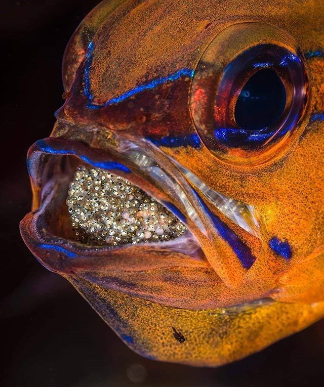 divecompare's tweet photo. A male cardinal fish carries a clutch of eggs in his mouth to protect them from predators in Dumaguete, Philippines.
๐ท by @daviddoubilet
...
#cardinalfish #mouthbrooding #dumaguete #philippines #uwphoto #wetpixel #ocean #diving #scubadiving #blueplanโฆ https://t.co/sCHEX9B8EE https://t.co/ZSI2oQMXPs