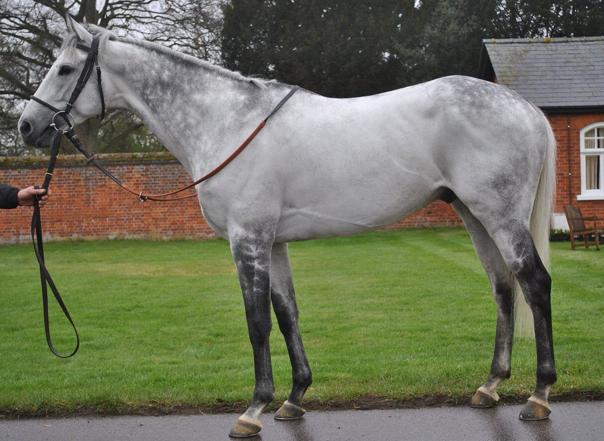 tequilaqueen07's tweet photo. #TREKKING 4G Street Cry x Outdoor(RDChoice) win in G1 Stradbroke Hcp 1400m yday brings to 6 x G1 Performers descending from Champion Racemare #CIRCUSRING UK inc #VOILAICI ( Daylami x Far Hope ) Mult G1 stands at @Empress_Park on Kangaroo Is for $6600 inc GST https://t.co/iVjnnISFQ4