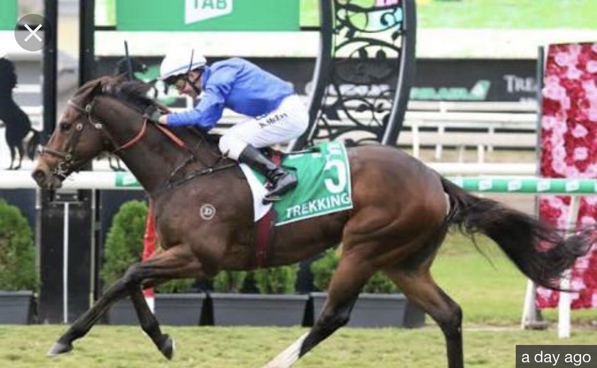 tequilaqueen07's tweet photo. #TREKKING 4G Street Cry x Outdoor(RDChoice) win in G1 Stradbroke Hcp 1400m yday brings to 6 x G1 Performers descending from Champion Racemare #CIRCUSRING UK inc #VOILAICI ( Daylami x Far Hope ) Mult G1 stands at @Empress_Park on Kangaroo Is for $6600 inc GST https://t.co/iVjnnISFQ4