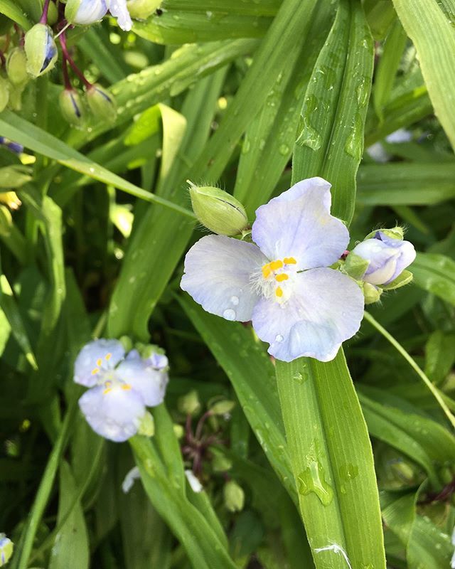 This beauty always reminds me of my granny #tradescantia #spiderwort