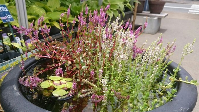水生植物 ロタラ キカシグサ の仲間 水中に水草の森を作ろう