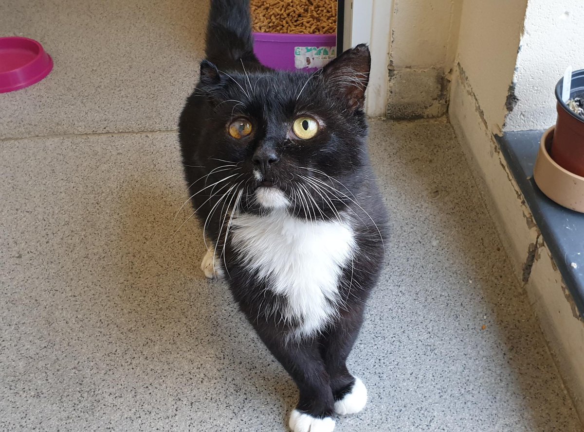 RSPCASheffield's tweet photo. Riley came to us in an awful state. He was underweight with nasty wounds to his legs and chest and an injured eye. He was grumpy, upset and frightened. A few months on, he's come on just lovely! Now we're looking for the special owner he deserves. https://t.co/k1b3X2rRxm #AdoptMe https://t.co/Jpnfchnjjy