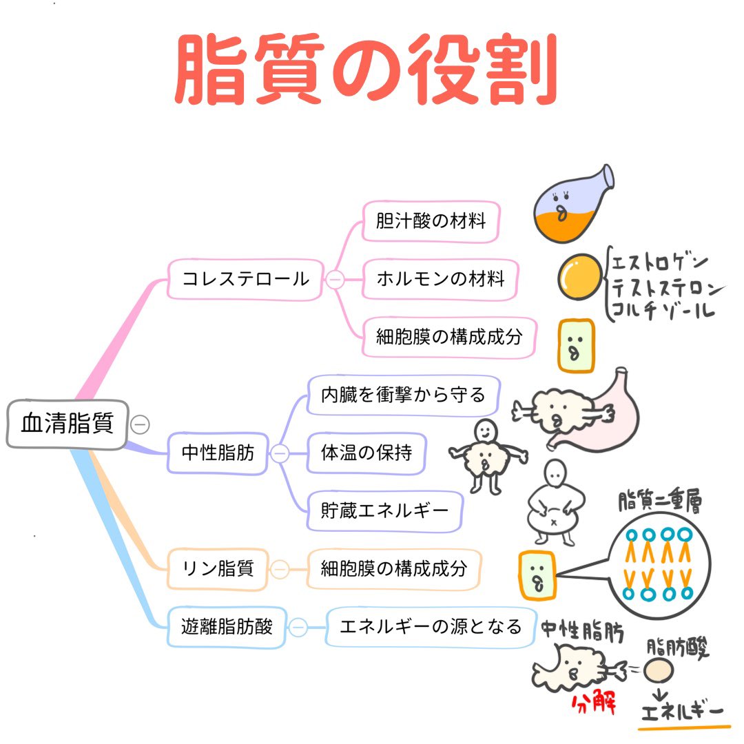 ゴロ 解剖生理イラスト Twitterissa パッと見で分かる 脂質 脂肪値が高すぎると脂質異常症として 動脈硬化のリスクが高まりますが 脂質にも重要な役割があるのです