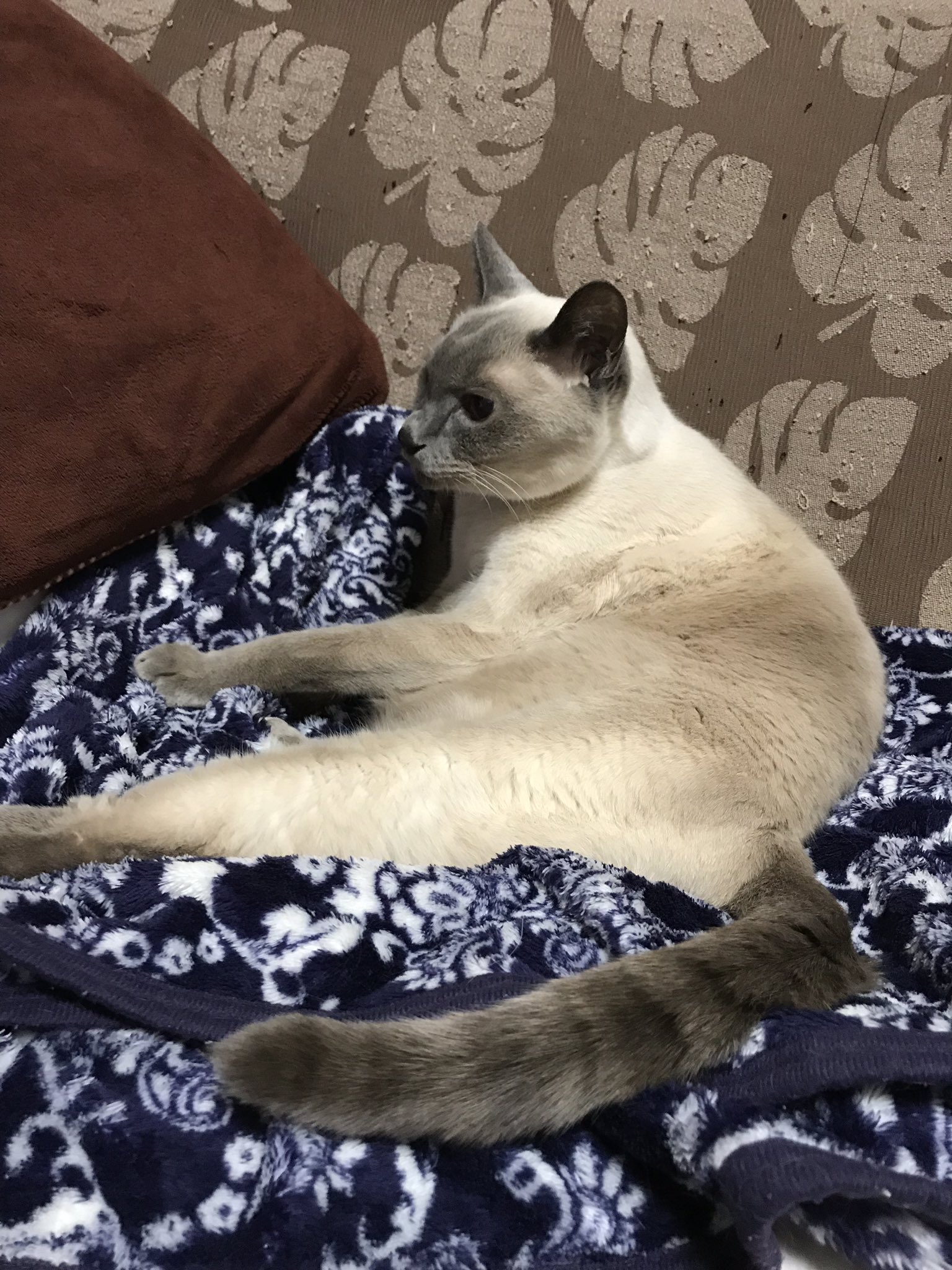 Yuri シャムにゃんがすごく普通な感じになってる シャムにゃん シャム猫 猫好きさんと繋がりたい 猫のいる暮らし