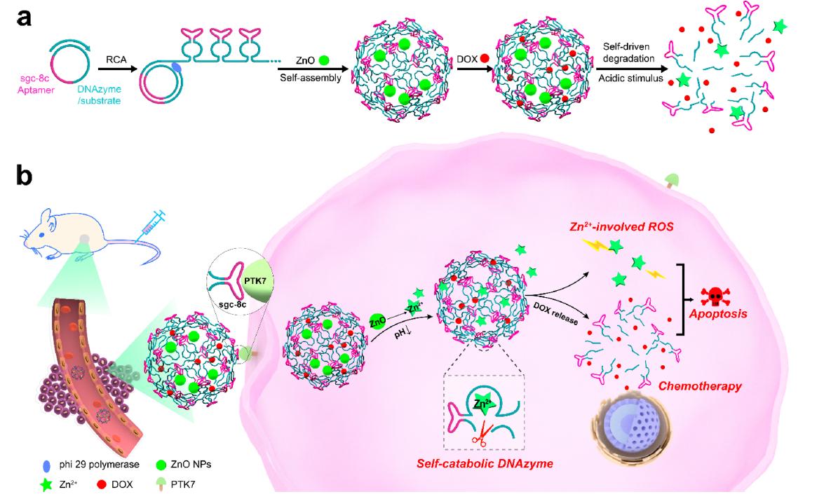 OTSociety's tweet photo. Nonviolent Self-Catabolic DNAzyme Nanosponges for Smart Anticancer Drug Delivery

@suess_lab #FamulokLab @hocekm @Hollensteinlab @myselfARGHYA @MariaCDeRosa @RomesbergLab  @DavePorciani @Bluebird__47 @1aurelielacroix

https://t.co/qMC4gBIF4Z https://t.co/2ciPHvSJXc