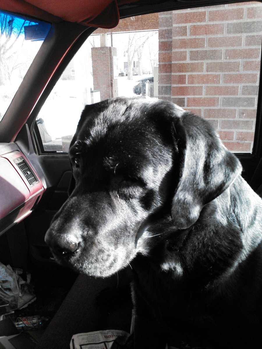MaDeuceBand's tweet photo. @Hassel_Chris You could not have made a better choice than an English Lab bred to type. Pretty ultimate life upgrade. Max The Wonder Dog turned 12 this year and is the best person I know. https://t.co/yDXX4U6oQk